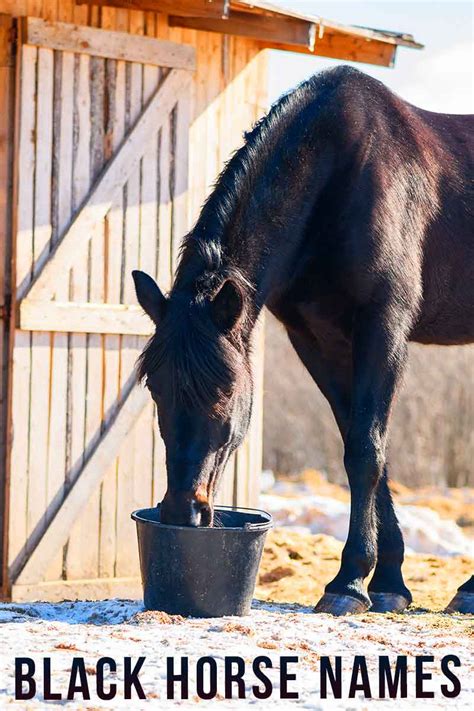 Black Horse Names - 160 Cool Name Ideas For Black Horses