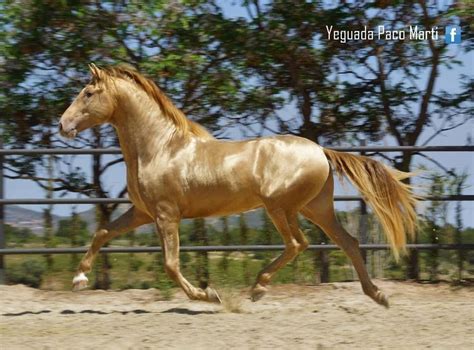 Fantastic color. | Horses, Akhal teke horses, Rare horses