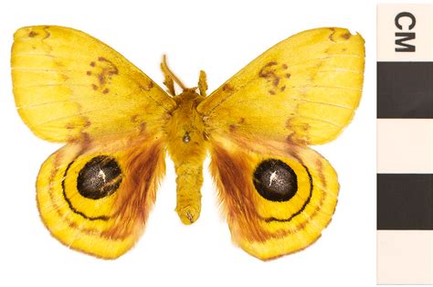 Io Moth | Smithsonian Institution