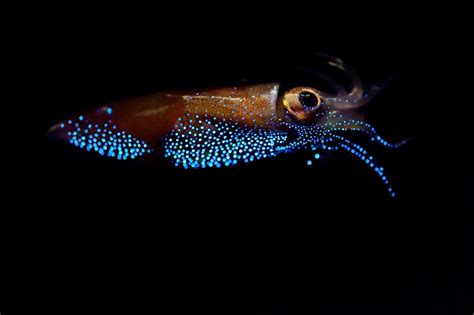 Top 10 Amazing Bioluminescent Organisms | Bioluminescent animals, Deep sea creatures, Deep sea squid