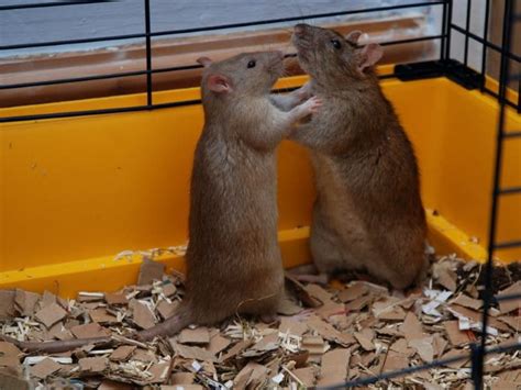 Do Male or Female Rats Make Better Pets? | Animallama