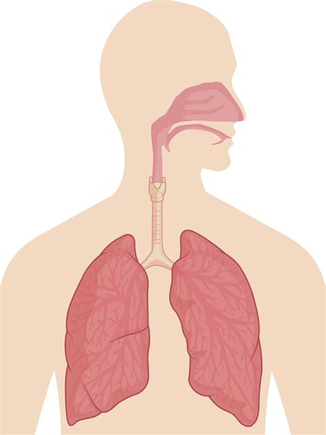 Organs of the Respiratory System And Their Functioning - Bodytomy
