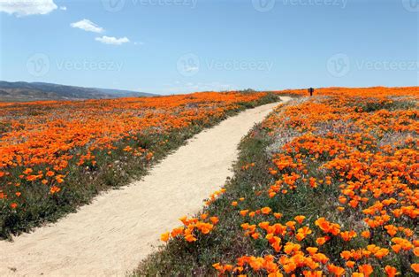 Poppy Trail 1341955 Stock Photo at Vecteezy