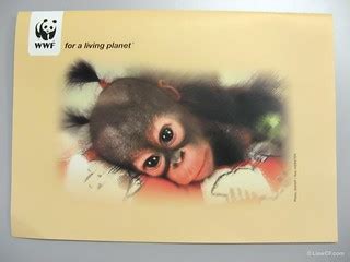 WWF Orang Hutan Birthday Card | WWF birthday card with cute … | Flickr
