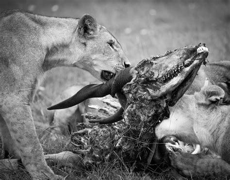 Lion Eating Antelope