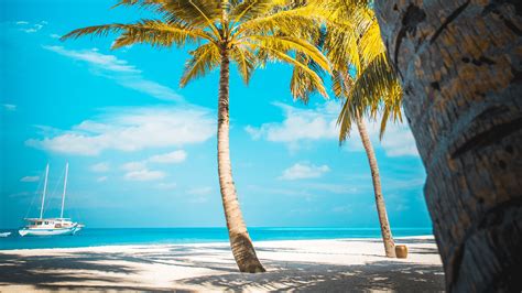 Download wallpaper 3840x2160 palm trees, beach, sand, tropics, paradise ...