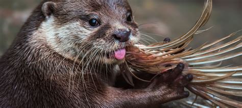 Otter named UK’s favourite freshwater species in Biology Week poll