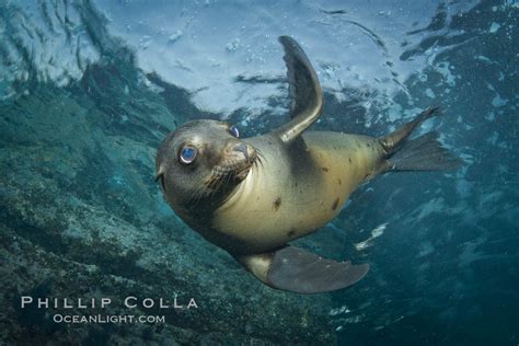 California Sea Lions at Los Islotes, Baja California, Mexico – Natural History Photography Blog