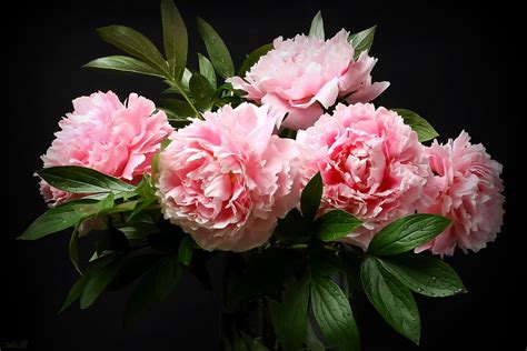 Download Pink Flower Bouquet Nature Peony HD Wallpaper by Alexander ...