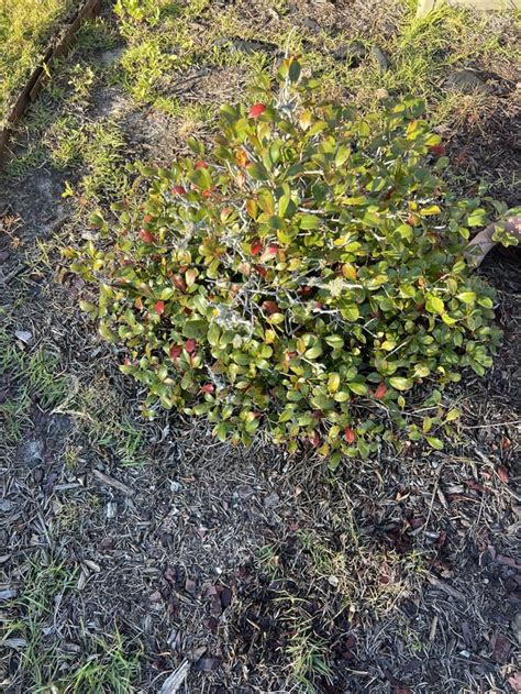 Berry bush : r/PlantIdentification