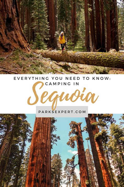 Sequoia National Park Camping: The Best Guide to All 7 Campgrounds