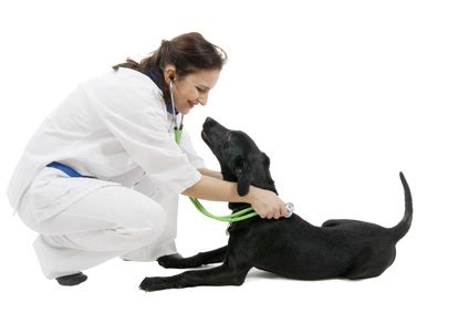 Labrador Retriever Health Concerns, Symptoms and Treatment