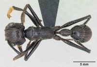 Paraponera clavata - AntWiki