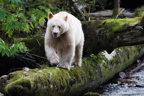 Canada's Great Bear Rainforest has been saved from destruction