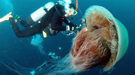 Enormous 10-Foot Long Jellyfish Spotted Off the Coast of England – Breaking International