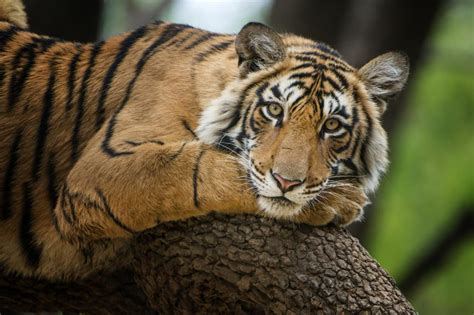 60% increase in overall tiger population, but habitat & biodiversity ...