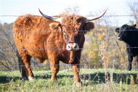 Why Highland Cattle? - Bluestone Ranch