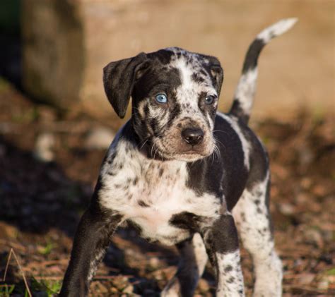 Painted K Ranch Catahoulas Did you know the Catahoula Leopard Dog is one of the few breeds th ...