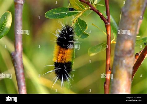 A horizontal image of a banded wooly bear caterpillar feeding on a green leaf in a wildlife ...