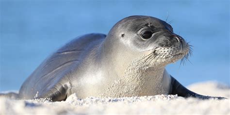 Cute Animals | Cute endangered animals, Hawaiian monk seal, Animals
