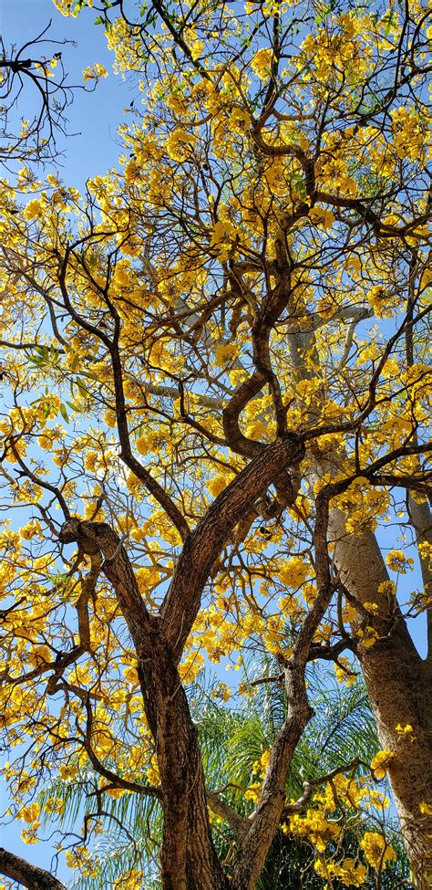 Tabebuia aurea (tree of gold), native to Brazil and Argentina. At the ...