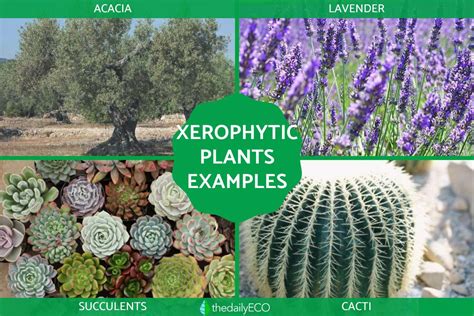 Xerophytes Definition, Types And Examples Of Xerophytic, 46% OFF