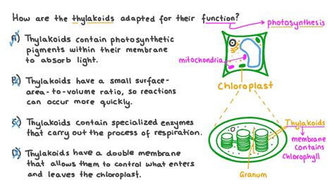 Thylakoid Structure And Function