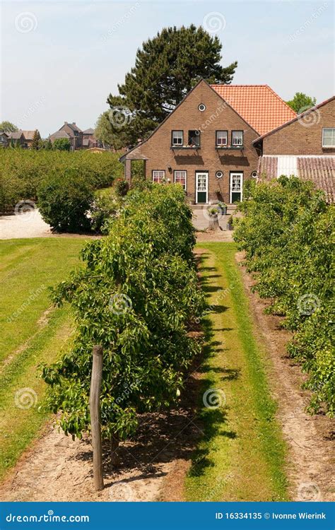 Fruit orchard stock image. Image of farmhouse, netherlands - 16334135