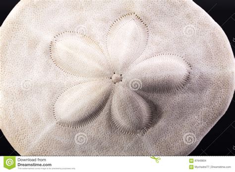 Sea Shell Of Sea Urchin Sand Dollar On Black Background Stock Photo - Image of shape, background ...