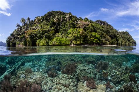 Use Your Scuba Skills to Help Coral Reefs