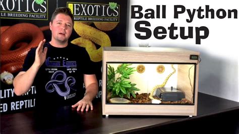 How To Set Up Ball Python Tank? - ReptileStartUp.com