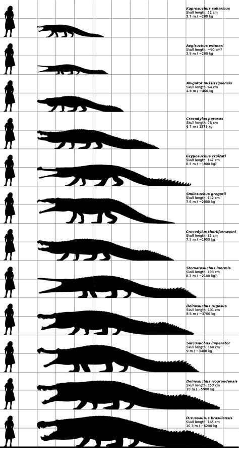 The size comparison of a Sarcosuchus and a Nile crocodile skull, and a human skull......No this ...