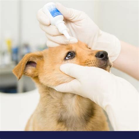 A List Of Common Eye Conditions In Canines: Part 2 - PetlifeSA