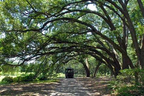 Charleston tea plantation tour, Wadmalaw Island, South Carolina, 2009 ...