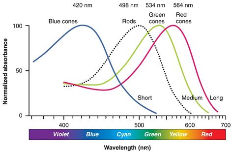 The Retina - Ocular Physiology- Neurology -TeachMePhysiology