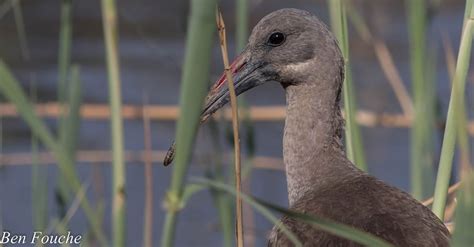 Hadeda Ibis, Hadeda, (Bostrychia hagedash) - Birdwatcher