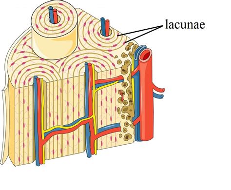 Doubt: Can you provide the picture of this LACUNAE Chapter: Structural Organisation in Animals ...