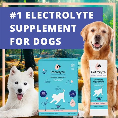 Electrolytes for Dogs | Petralyte Dog Hydration