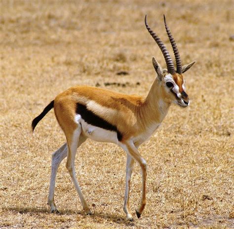 Gazelle Wallpapers - Wallpaper Cave