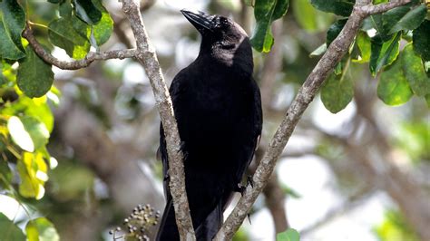 BBC Radio 4 - Tweet of the Day, Hawaiian Crow