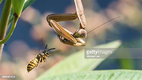 Praying Mantis Fly Photos and Premium High Res Pictures - Getty Images