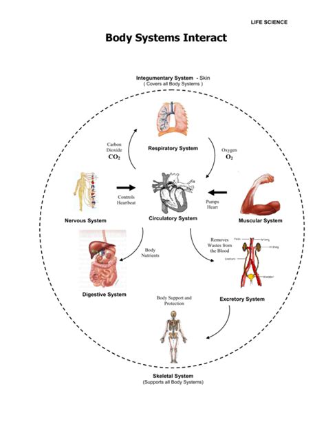 Body Systems Interact