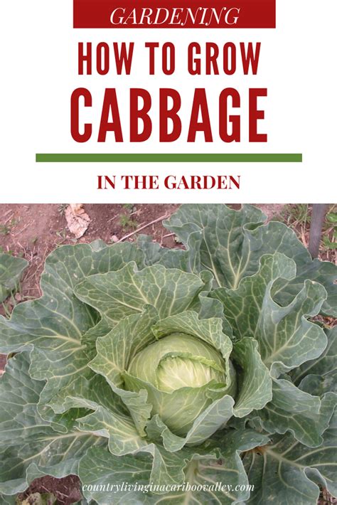 How to Grow Cabbage | Growing cabbage, Vegetable garden for beginners, Cabbage plant