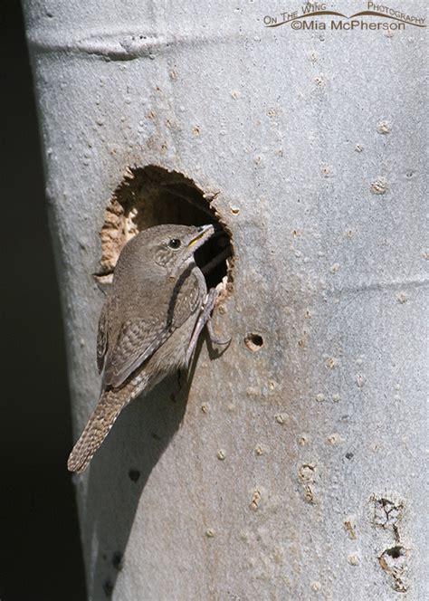 House Wrens – Nesting Behavior - Mia McPherson's On The Wing Photography