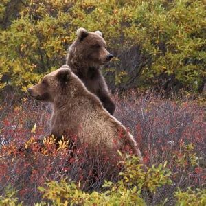 Grizzly Bear - Facts, Diet, Habitat & Pictures on Animalia.bio