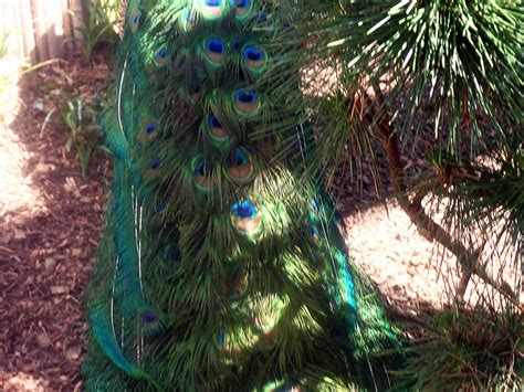 Peacock Tail Feathers by LindArtz on DeviantArt