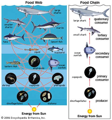 Ocean Ecosystem Food Web Diagram