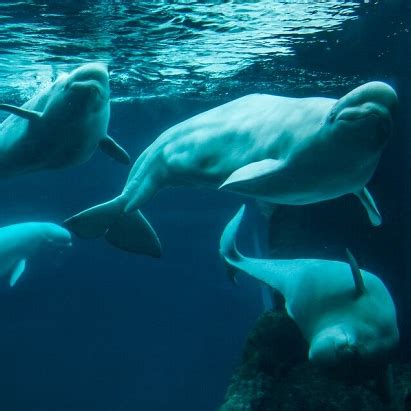 Swimming With Beluga Whales Georgia Aquarium - Aquarium Views