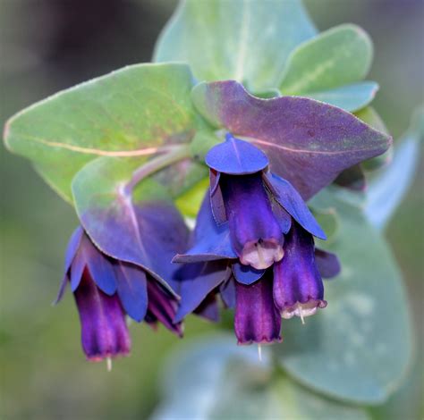 Blue Shrimp Plant 9cm – Fraser Valley Rose Farm