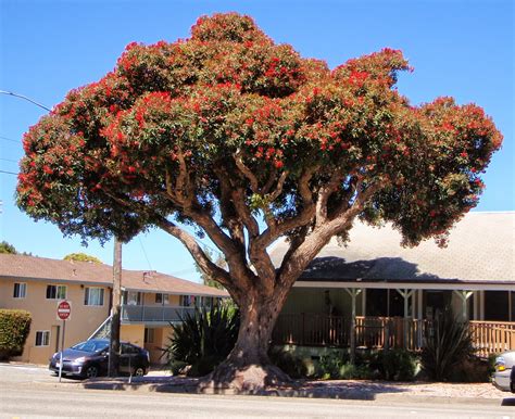 Adventure Talgache: red flowering gum tree moments